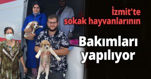  İzmit'te sokak hayvanlarının bakımları yapılıyor