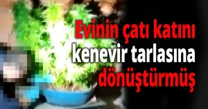  Ev değil kenevir tarlası