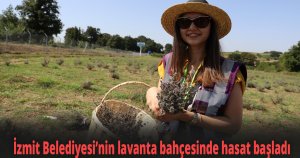 İzmit Belediyesi’nin lavanta bahçesinde hasat başladı