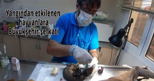Yangından etkilenen hayvanlara Büyükşehir şefkati