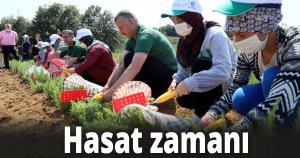 Hasat Zamanı