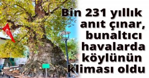 Bin 231 yıllık anıt çınar, bunaltıcı havalarda köylünün kliması oldu