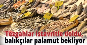 Tezgahlar istavritle doldu, balıkçılar palamut bekliyor