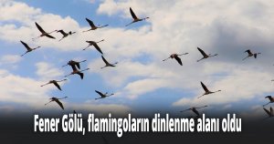 Fener Gölü, flamingoların dinlenme alanı oldu