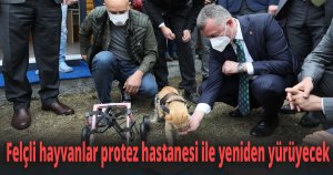 Felçli hayvanlar protez hastanesi ile yeniden yürüyecek