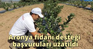 Aronya fidanı desteği başvuruları uzatıldı
