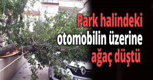 Park halindeki otomobilin üzerine ağaç düştü