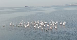 İzmit Körfezi flamingoların vazgeçilmezi oldu