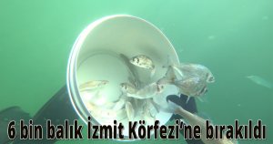 6 bin balık İzmit Körfezi’nde hayat buldu