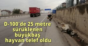 D-100'de 25 metre sürüklenen büyükbaş hayvan telef oldu