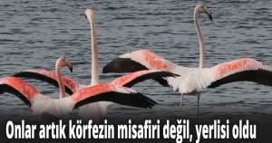 Onlar artık körfezin misafiri değil, yerlisi oldu