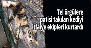 Tel örgülere patisi takılan kediyi itfaiye ekipleri kurtardı