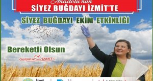 Siyez buğday tohumu Mecidiye’de toprakla buluşuyor