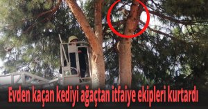 Evden kaçan kediyi ağaçtan itfaiye ekipleri kurtardı