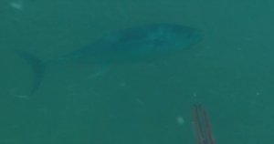 İzmit Körfezinde su samuru görüldü