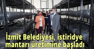 İzmit Belediyesi, istiridye mantarı üretimine başladı