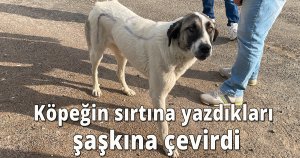 Köpeğin sırtına yazdıkları şaşkına çevirdi