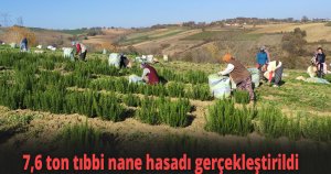 7,6 ton tıbbi nane hasadı gerçekleştirildi