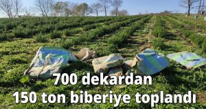 700 dekardan 150 ton biberiye toplandı