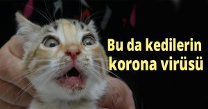 Bu da kedilerin korona virüsü