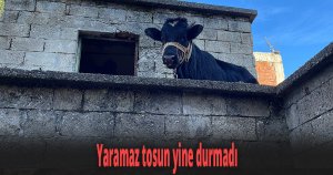Yaramaz tosun yine durmadı