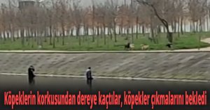 Köpeklerin korkusundan dereye kaçtılar,