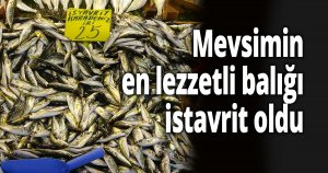 Mevsimin en lezzetli balığı istavrit oldu