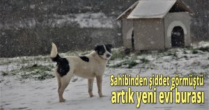 Sahibinden şiddet görmüştü artık yeni evi burası