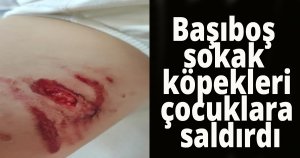 Başıboş sokak köpekleri çocuklara saldırdı