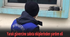Yaralı güvercine zabıta ekiplerinden yardım eli
