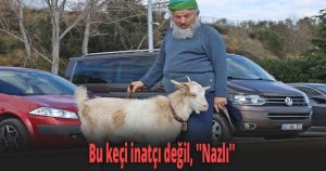 Bu keçi inatçı değil, ''Nazlı''