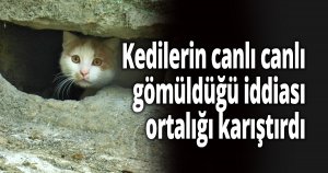 Kedilerin canlı canlı gömüldüğü iddiası ortalığı karıştırdı