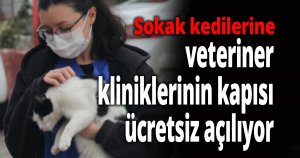 Sokak kedilerine veteriner kliniklerinin kapısı ücretsiz açılıyor
