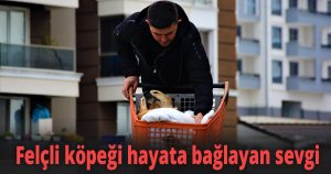 Felçli köpeği hayata bağlayan sevgi