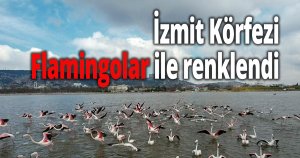 İzmit Körfezi Flamingolar ile renklendi