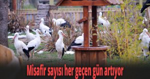 Misafir sayısı her geçen gün artıyor