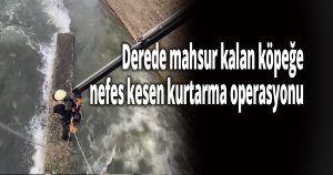 Derede mahsur kalan köpeğe nefes kesen kurtarma operasyonu
