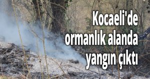 Kocaeli'de ormanlık alanda yangın çıktı