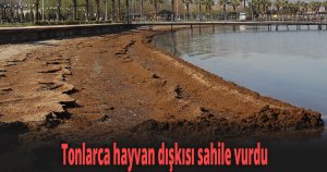 Kokuyu alan sahili terk etti