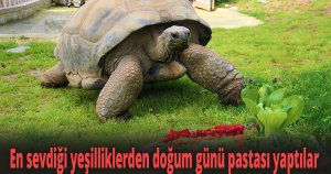 Devasa kaplumbağaya 102. yaş sürprizi