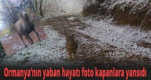 Ormanya’nın yaban hayatı foto kapanlara yansıdı