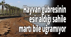 Hayvan gübresinin esir aldığı sahile martı bile uğramıyor