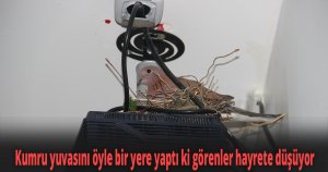 Kumru yuvasını öyle bir yere yaptı ki görenler hayrete düşüyor