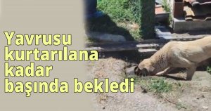  Yavrusu kurtarılana kadar başında bekledi