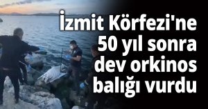 İzmit Körfezi'ne 50 yıl sonra dev orkinos balığı vurdu