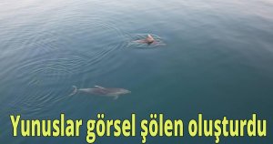 Yunuslar görsel şölen oluşturdu