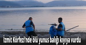 İzmit Körfezi’nde ölü yunus balığı kıyıya vurdu