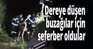 Dereye düşen buzağılar için seferber oldular