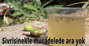 Sivrisinekle mücadelede ara yok