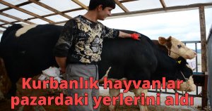  Kurbanlık hayvanlar pazardaki yerlerini aldı